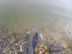 Kliknutím fotografii zvětšíte kapřík a pulci