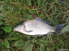 Kliknutím fotografii zvětšíte Menší kapr na Feeder z Chobotu.