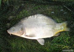 Kliknutím fotografii zvětšíte Další kapr na feeder.