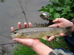 Poto��k 33cm