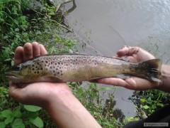 Pstruh 34cm