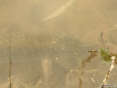 Kliknutím fotografii zvětšíte štika