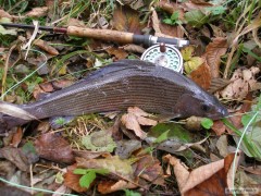 Kliknutím fotografii zvětšíte lipan 42,8 cm - svratka