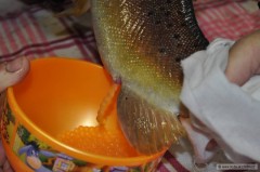 Kliknutím fotografii zvětšíte umelý výter pstruha potočného (obecného)