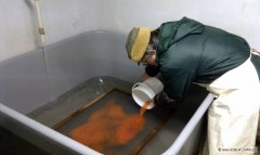 Kliknutím fotografii zvětšíte umelý výter pstruha potočného (obecného)