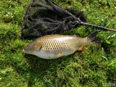 Kliknutím fotografii zvětšíte KAPR 60