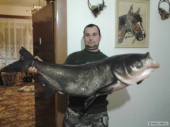 Kliknutím fotografii zvětšíte Tolstolobik 120cm,20kg
