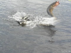 Kliknutím fotografii zvětšíte Švédsko 2012
