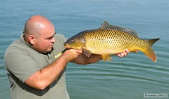 Kliknutím fotografii zvětšíte kaprik v super kondicii