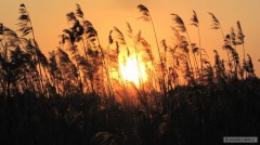 Kliknutím fotografii zvětšíte slunce v ráči