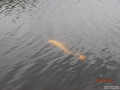 Kliknutím fotografii zvětšíte