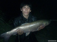 amur 85cm