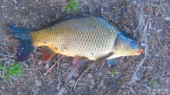 Kliknutím fotografii zvětšíte kapr 42 cm