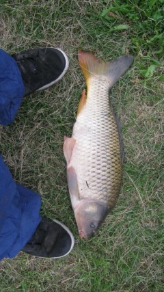 Kliknutím fotografii zvětšíte kapr 50 cm