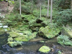 Kliknutím fotografii zvětšíte divočina