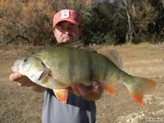 Kliknutím fotografii zvětšíte Okouni - Ebro podzim 2012