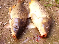 Orlik
