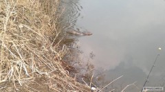 Kliknutím fotografii zvětšíte Návštěva u břehu potěší