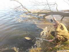 jeden z prvn�ch jarn�ch kapr� 2013