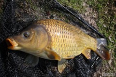 Kliknutím fotografii zvětšíte Šupináč z prosluněného odpoledne