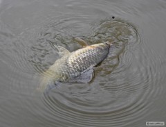 Kliknutím fotografii zvětšíte Karas
