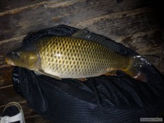 Kliknutím fotografii zvětšíte kapr 63 cm