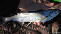 Ostrucha křivočará, 37 cm Nahled