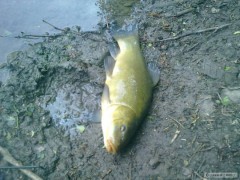lin 35cm potesil :)
