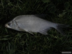 Kliknutím fotografii zvětšíte Cejnek