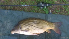 Kliknutím fotografii zvětšíte šupi 72cm, 8kg