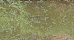 Kliknutím fotografii zvětšíte Pod hladinou