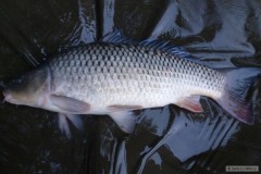 3.denni vyprava kapr 4.25kg