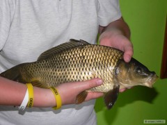 Kliknutím fotografii zvětšíte kapr 43cm