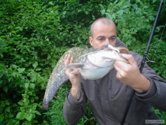 hamer lastia