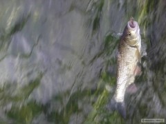 Kliknutím fotografii zvětšíte Nic moc fotka ale po dlouhy době na Mušku