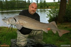 Kliknutím fotografii zvětšíte Jesík 141cm 20kg
