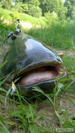 Kliknutím fotografii zvětšíte 172 cm, 90 min, vrácen vodě
