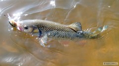 Tlou�� na 9cm shad rap...
