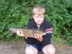AMUR 52 CM