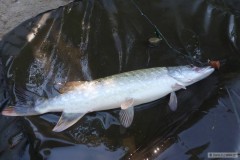 �tika na peletu to jsem je�t� neza�il 