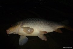 �up�k 4.20kg