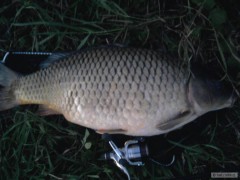 carp 78 feeder