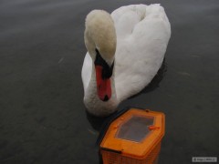 Kliknutím fotografii zvětšíte labuť