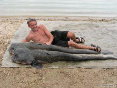 Kliknutím fotografii zvětšíte sumci 213 a 220cm