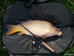 Kliknutím fotografii zvětšíte Kapřík na feeder 92 cm
