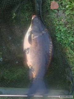 Kliknutím fotografii zvětšíte Černoušek