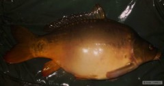 Kliknutím fotografii zvětšíte kapr 75cm-9,5kg