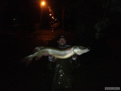 Kliknutím fotografii zvětšíte štika 119cm 15kg !