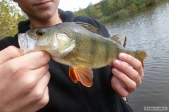Kliknutím fotografii zvětšíte Okoun 35cm