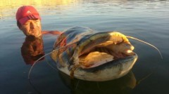 Kliknutím fotografii zvětšíte Sumec- Ebro
